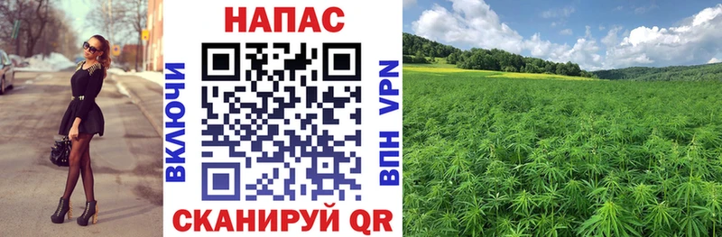 закладки  Ачхой-Мартан  Бошки Шишки гибрид 